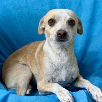 Barrett -  Chihuahua Dog for Adoption in Hondo, Texas - Barrett | PetCurious