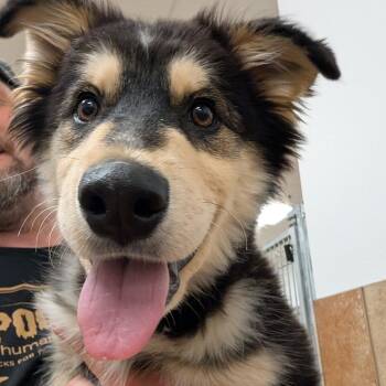 Ruckus -  Mixed Breed Dog for Adoption in Spokane, Washington - Ruckus | PetCurious