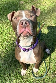Goose -  Pit Bull Terrier Dog for Adoption in Lockport, New York - Goose | PetCurious