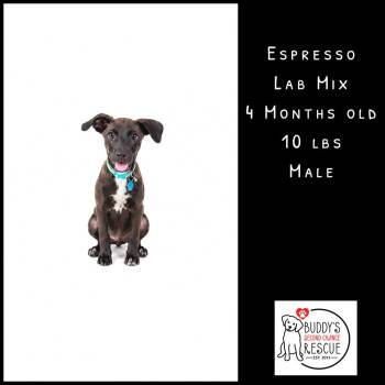 Espresso -  Labrador Retriever Dog for Adoption - Espresso | PetCurious