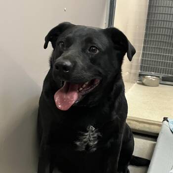 Black Labrador Retriever and Australian Cattle Dog Blue Heeler Dogs Available for Adoption - Zena | PetCurious