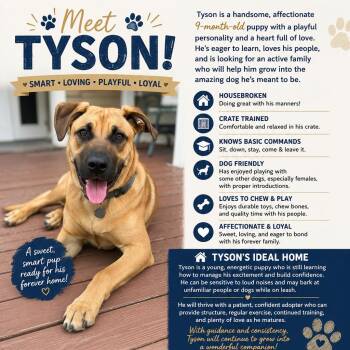 CT Tyson (Home in Columbia CT) -  Boxer and Shepherd Dog for Adoption in Eastford, Connecticut - CT Tyson (Home In Columbia CT) | PetCurious