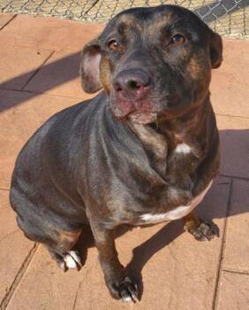 Terrier and Mixed Breed Dogs Available for Adoption - Mixie | PetCurious