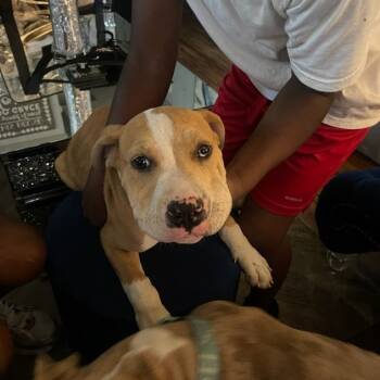 Rescue Pit Bull Terrier Dogs for Adoption in East St. Louis, Illinois - Chubby | PetCurious