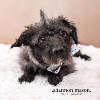 Lucky -  Wirehaired Terrier Dog for Adoption in Las Vegas, Nevada - Lucky | PetCurious