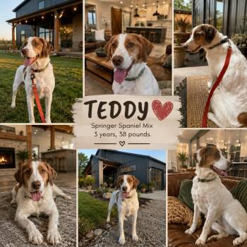 Teddy -  Spaniel and Curly Coated Retriever Dog for Adoption in Jackson, Tennessee - Teddy | PetCurious