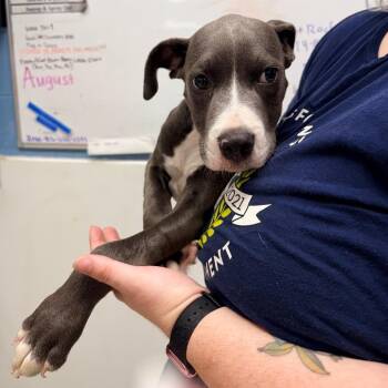 Papi -  Pit Bull Terrier Dog for Adoption in Indianapolis, Indiana - Papi | PetCurious