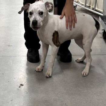 Cinnamon -  Australian Cattle Dog Blue Heeler Dog for Adoption in Des Moines, Iowa - Cinnamon | PetCurious