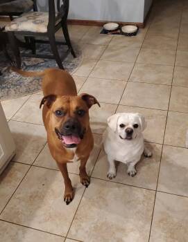 Chase  *Bonded to Bruno* -  Boxer and American Bulldog Dog for Adoption in Woodbury, Minnesota - Chase  *Bonded To Bruno* | PetCurious