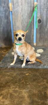 Rescue Chihuahua Dogs for Adoption in New Berlin, Wisconsin - RAYNE   $425 | PetCurious