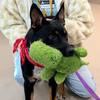 Cattle Dog Dogs Available for Adoption in Champaign, Illinois - Coyote | PetCurious