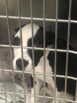 Rescue Labrador Retriever and Hound Dogs for Adoption in Parma, Ohio - Bug | PetCurious