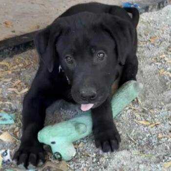 Labrador Retriever Dogs Available for Adoption in Briarcliff Manor, New York - Bo | PetCurious