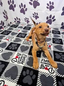 Jack Russell Terrier and Chihuahua Dogs Available for Adoption - Adventure | PetCurious