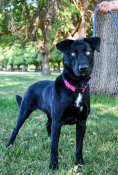 Lucy -  Labrador Retriever and Siberian Husky Dog for Adoption in Yakima, Washington - Lucy | PetCurious