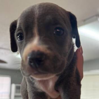 Ginger -  Mixed Breed Dog for Adoption in Bentonville, Arkansas - Ginger | PetCurious