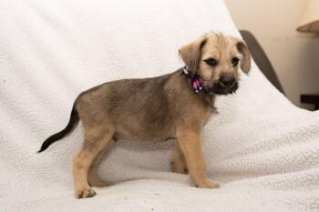 Mercutio -  Goldendoodle Dog for Adoption in Mobile, Alabama - Mercutio | PetCurious