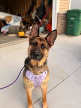 Rapunzel II -  German Shepherd Dog Dog for Adoption in Fredonia, Wisconsin - Rapunzel II | PetCurious