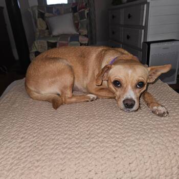 Esperanza -  Chihuahua and Mixed Breed Dog for Adoption in Zimmerman, Minnesota - Esperanza | PetCurious