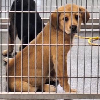 Retriever Dogs Available for Adoption - Wuzzy | PetCurious