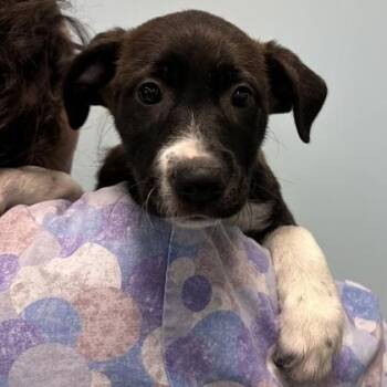 Mixed Breed Dogs Available for Adoption - Domino | PetCurious