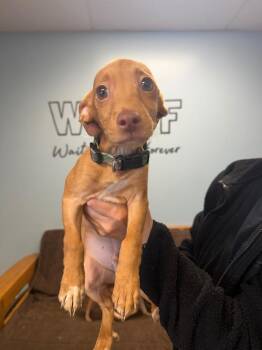 Chihuahua Dogs Available for Adoption in Marion, Ohio - Nugget | PetCurious