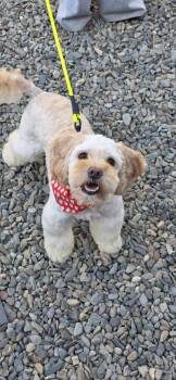 Chowder -  Cocker Spaniel Dog for Adoption in Los Angeles, California - Chowder | PetCurious