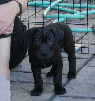 Ember -  Mixed Breed Dog for Adoption in Ellicott City, Maryland - Ember | PetCurious