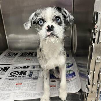 Gilbert -  Boston Terrier and Australian Shepherd Dog for Adoption in Ardmore, Oklahoma - Gilbert | PetCurious