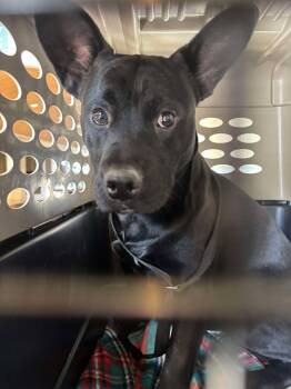 Franco -  French Bulldog and Shepherd Dog for Adoption in Ventura, California - Franco | PetCurious
