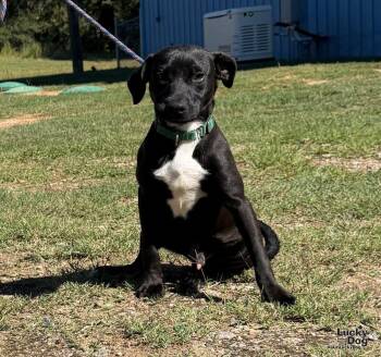 Lightning -  Labrador Retriever Dog for Adoption in Washington, District Of Columbia - Lightning | PetCurious