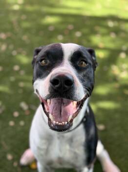 Bennett -  American Staffordshire Terrier Dog for Adoption in Glendale, Arizona - Bennett | PetCurious