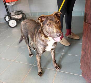 Cayenne -  Mixed Breed Dog Available for Adoption in Nashville, Tennessee - Cayenne | PetCurious