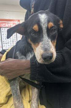 Rescue Australian Cattle Dog Blue Heeler and Mixed Breed Dogs for Adoption in Houston, Texas - Xena | PetCurious
