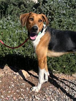 Rescue Hound Dogs for Adoption in Cottonwood, Arizona - Detective | PetCurious