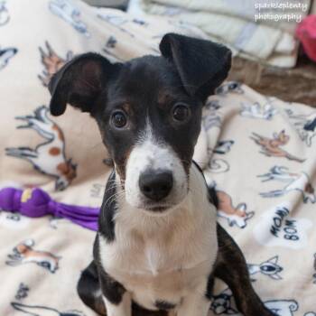 Rescue Mixed Breed Dogs for Adoption in Ridgefield, Connecticut - Helena | PetCurious