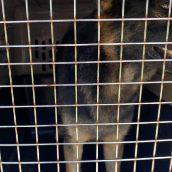 Chucky Stray Hold 9/20 -  Mixed Breed Dog for Adoption in Huntington, West Virginia - Chucky Stray Hold 9/20 | PetCurious