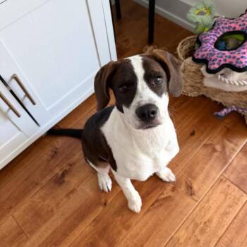 Michelle -  German Shorthaired Pointer and Hound Dog for Adoption in Philadelphia, Pennsylvania - Michelle | PetCurious