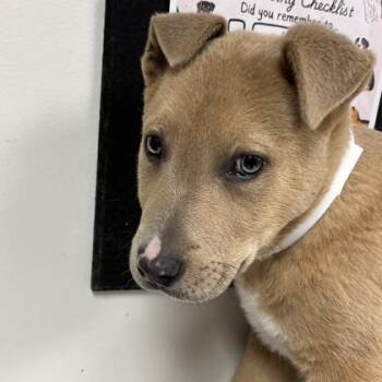 Chow Chow and Mixed Breed Dogs Available for Adoption in Morton Grove, Illinois - Peanut Butter | PetCurious