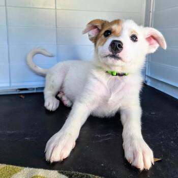 Monopoly (Green Collar) -  Cattle Dog and Great Pyrenees Dog for Adoption in Newport, Tennessee - Monopoly (Green Collar) | PetCurious