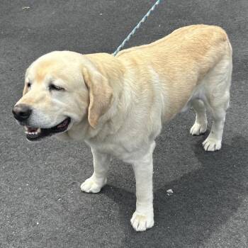 Leo -  Yellow Labrador Retriever Dog for Adoption in Calverton, New York - Leo | PetCurious