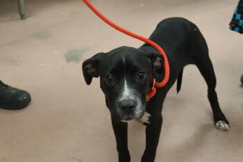Rescue Mixed Breed Dogs for Adoption in Columbia, South Carolina - TUMBLE | PetCurious