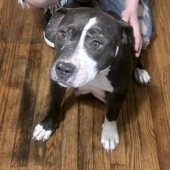 Lark 22441 -  American Staffordshire Terrier and Mixed Breed Dog for Adoption in Minneapolis, Minnesota - Lark 22441 | PetCurious