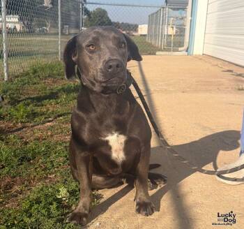 Juley -  Terrier and Labrador Retriever Dog for Adoption in Washington, District Of Columbia - Juley | PetCurious