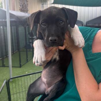 Pit Bull Terrier Dogs Available for Adoption in Tampa, Florida - Megan | PetCurious
