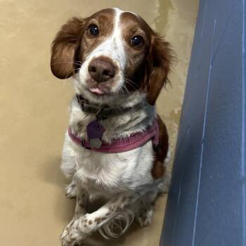 Brittany Spaniel Dogs Available for Adoption in Portland, Texas - Deborah | PetCurious