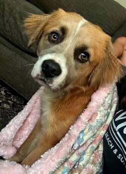PUPPY MILO -  Australian Shepherd Dog for Adoption in Franklin, Tennessee - PUPPY MILO | PetCurious