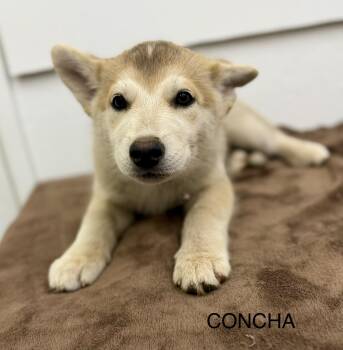 Concha 0126 -  Husky and Labrador Retriever Dog for Adoption in Sonora, California - Concha 0126 | PetCurious