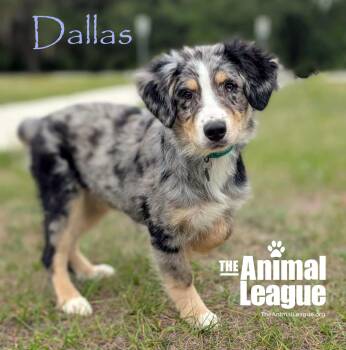 Australian Shepherd Dogs Available for Adoption in Groveland, Florida - Dallas | PetCurious