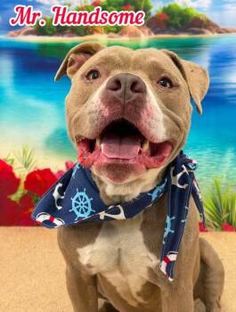 Mr. Handsome -  Mixed Breed Dog for Adoption in Flint, Michigan - Mr. Handsome | PetCurious
